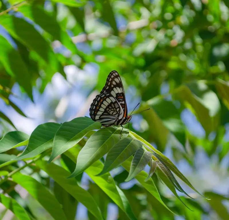 Flutter Fountain by Anna Wright